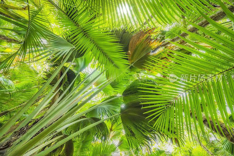 热带动物与棕榈树“Coco De Mer”在热带雨林和自然保护区Vallee De Mai，塞舌尔，Praslin